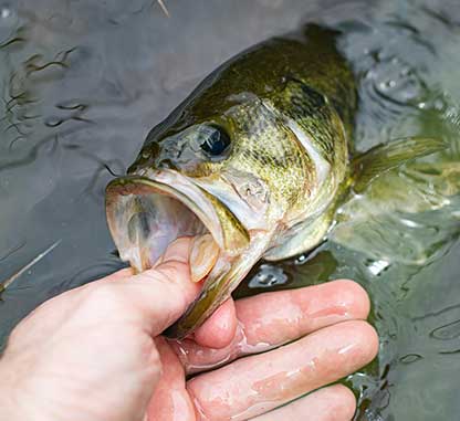 fishing-coosa-river